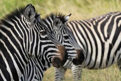zèbres