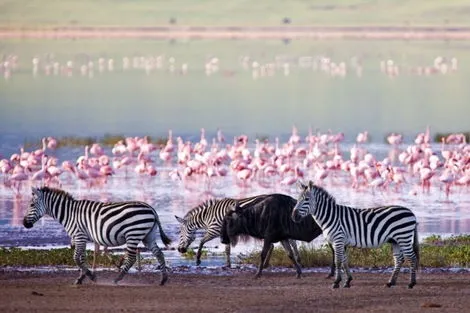 Combiné circuit et hôtel Kenya-Tanzanie & Balnéaire à Zanzibar nairobi Tanzanie