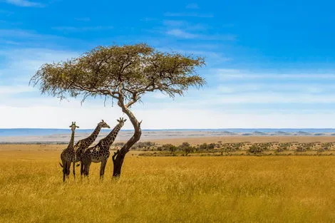 Circuit Au Rythmes de la Savane Africaine et Plage Tropicale nairobi Tanzanie