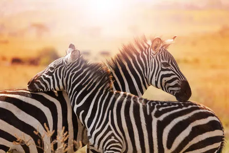 Circuit Evasion Kenyane & 3 Safaris nairobi Tanzanie