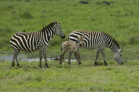 Circuit Kenya -Tanzanie + extension Serengeti nairobi Tanzanie
