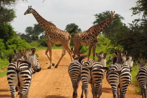 Sejour PALUMBO WAVES RESORT 4* + SAFARI 1 NUIT Tanzanie Zanzibar