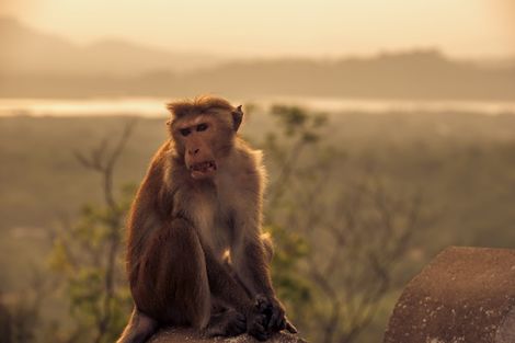 Singes