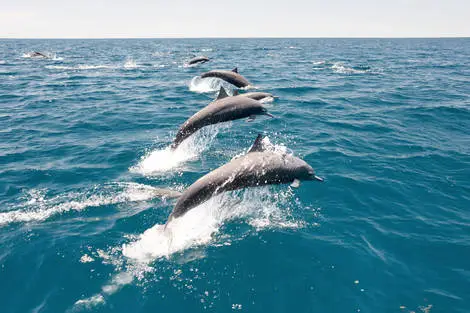 Dauphins