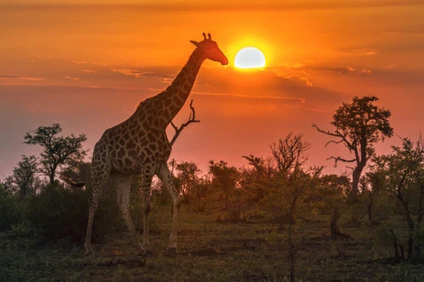 Combiné circuit et hôtel Jambo Resort by Mambo 4* avec 2 nuits au parc de Selous paje Zanzibar