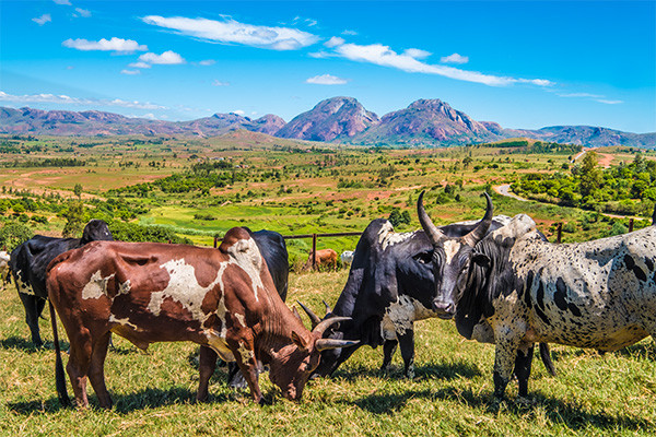 Circuit Grande traversée de Madagascar - 30