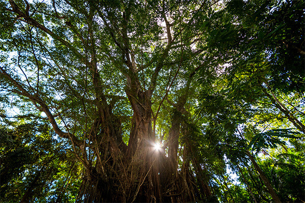 Image 2 du séjour Circuit Beautés des Visayas orientales + extension El Nido à Manille, Philippines