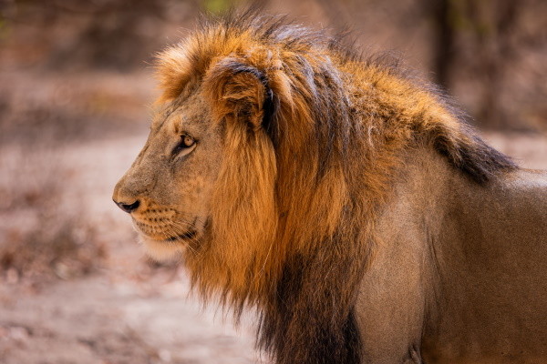 Circuit Beautés du Sénégal et balade avec les lions de Fathala