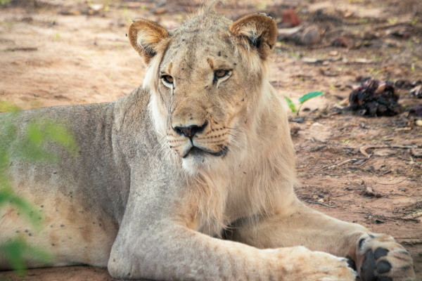 Circuit Beautés du Sénégal et balade avec les lions de Fathala en privatif