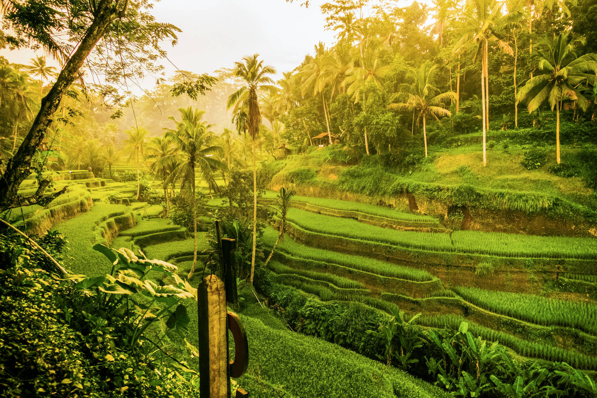 Indonésie - Circuit Rizières d'émeraude et lagons silencieux : Evasion à Bali et Nusa Lembogan