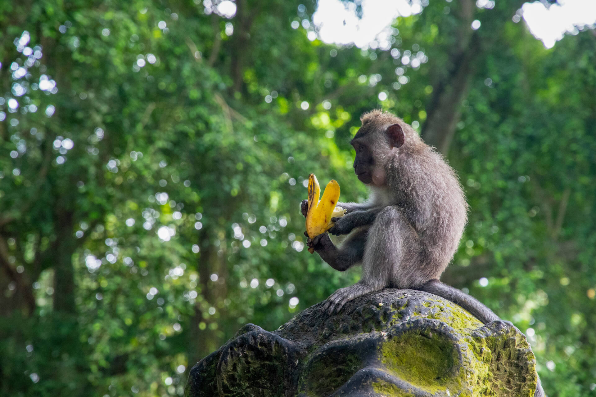 Indonésie - Circuit Rizières d'émeraude et lagons silencieux : Evasion à Bali et Nusa Lembogan