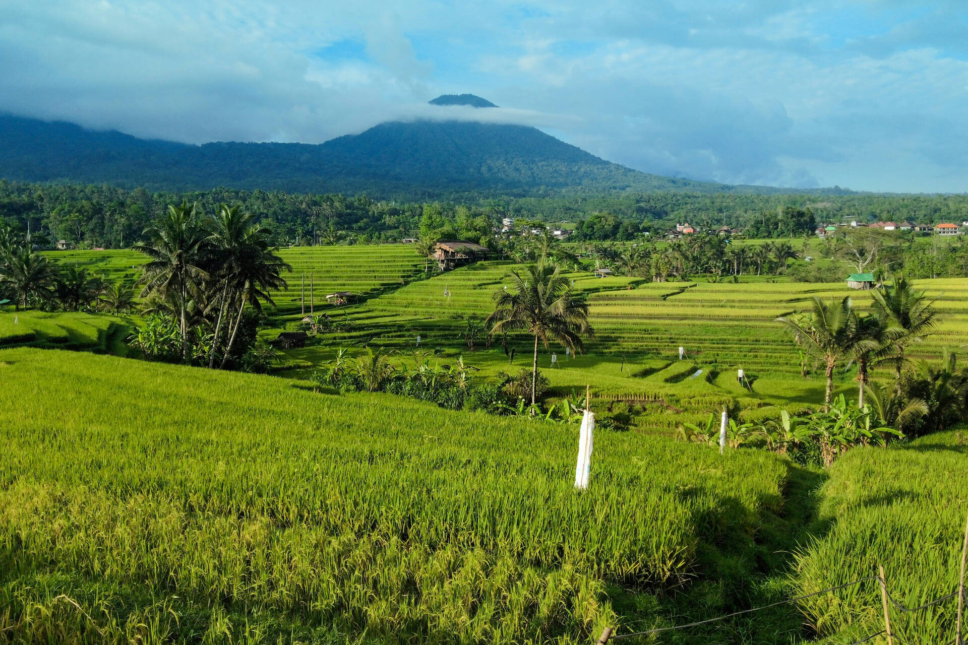 Indonésie - Circuit Rizières d'émeraude et lagons silencieux : Evasion à Bali et Nusa Lembogan