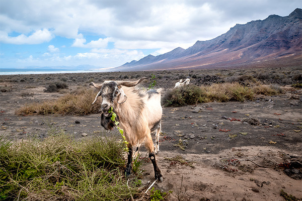 Circuit Fuerteventura entre océan et terres sauvages - logement au Jumbo Royal Suites *** - 12