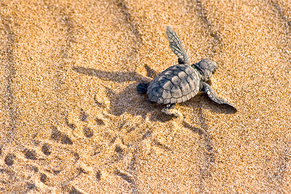 Circuit L'île de Boa Vista, sauvage et nature, logement Framissima Riu Touareg ***** - 5