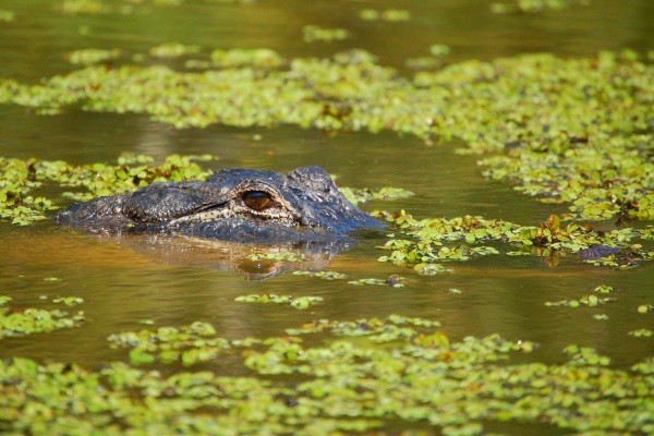 Image 42 du séjour Circuit Paysages Sud Africains et extension aux Chutes Victoria *** à Cape town, Afrique du Sud