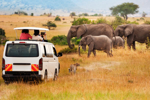 Kenya - Circuit Safari au coeur des grands parcs du Kenya (circuit privatif)