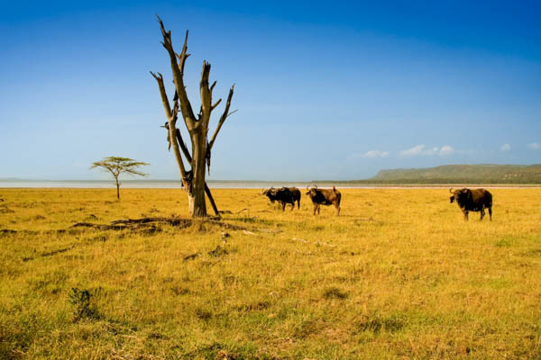 Kenya - Circuit Safari au coeur des grands parcs du Kenya (circuit privatif)