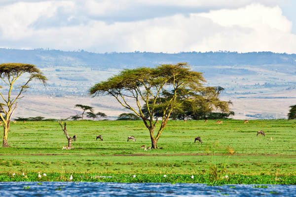 Kenya - Circuit Safari au coeur des grands parcs du Kenya (circuit privatif)