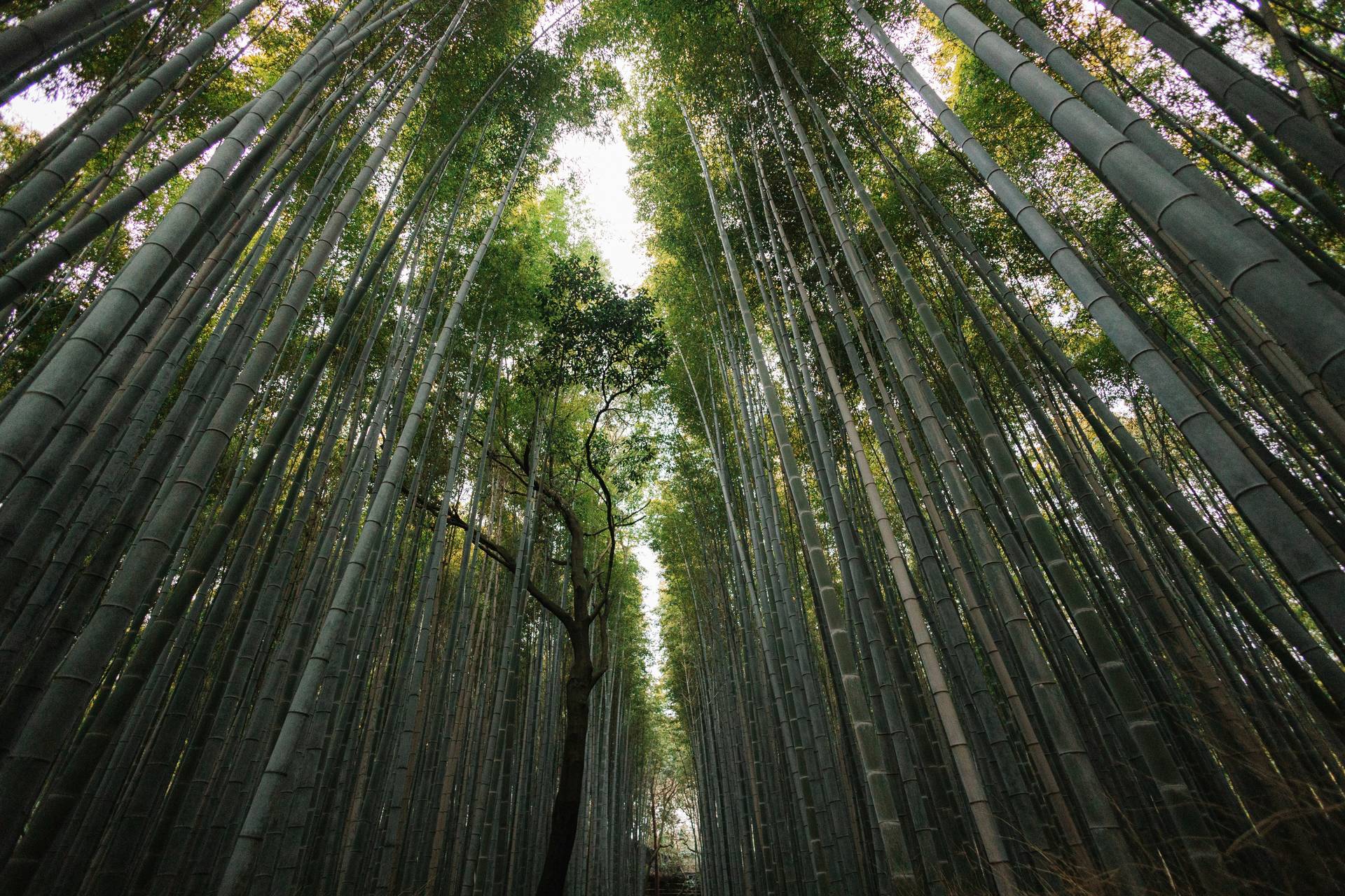 Circuit Kyoto, l'âme du Japon en quelques jours **** - 2