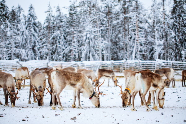 Image 9 du séjour Circuit Immersion au coeur de l'hiver arctique à Oslo, Norvège
