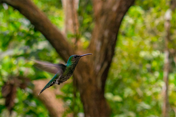 Circuit Panama authentique et plages du Pacifique (maximum 16 participants) - 14