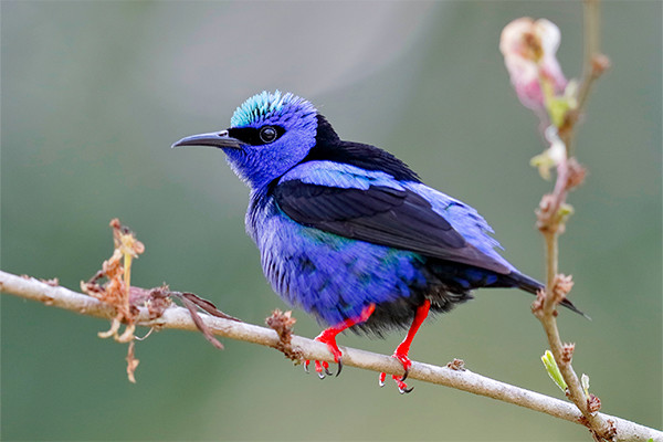 Circuit Panama authentique et plages des Caraïbes (maximum 16 participants) - 17