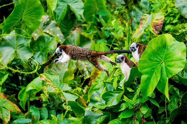 Circuit Panama authentique entre océans et jungles (maximum 16 participants) **** - 15