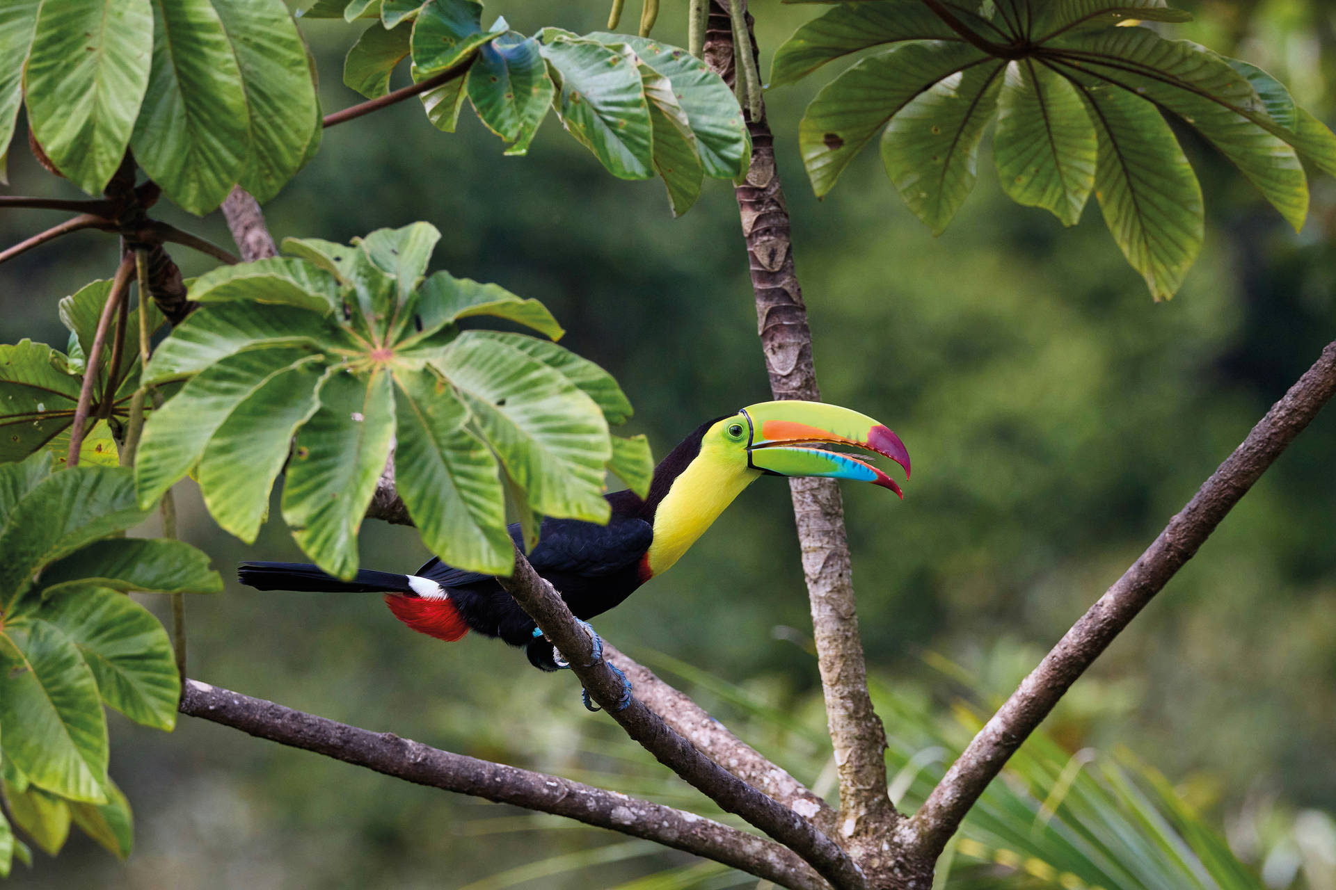 Autotour Harmonie tropicale : le Costa Rica autrement - 7