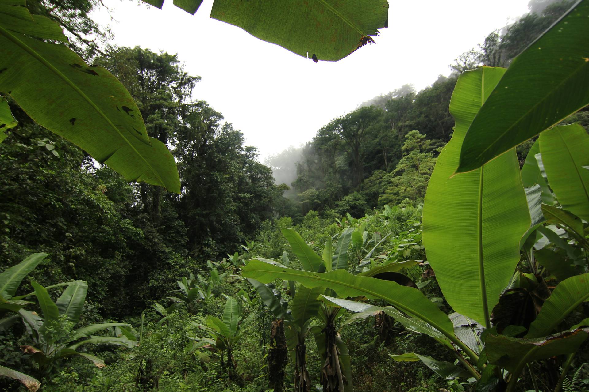 Combiné hôtels L'essence du Costa Rica : parenthèse tropicale durable - 7