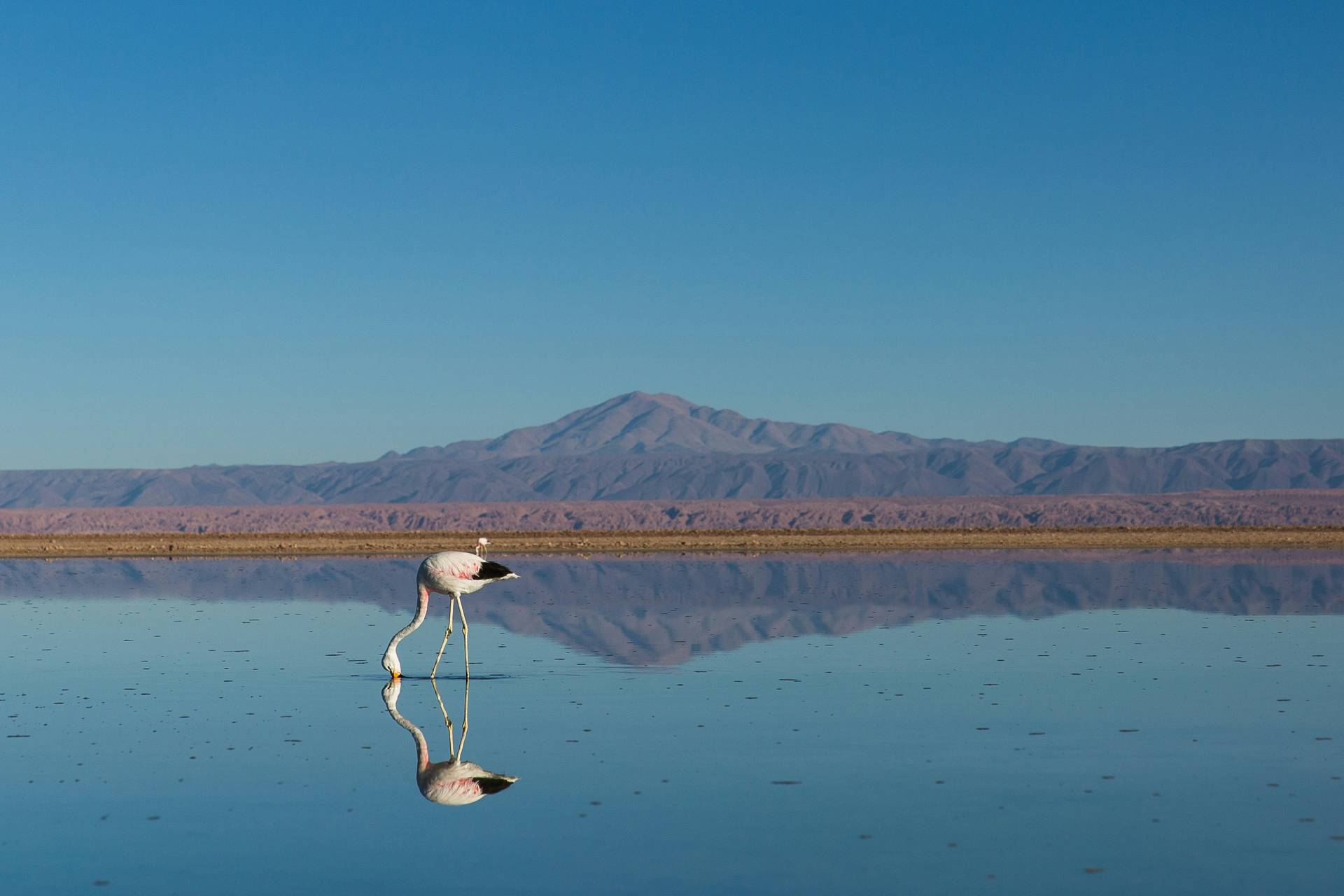 Circuit De l'infini d'Atacama aux légendes d'île de Pâques
