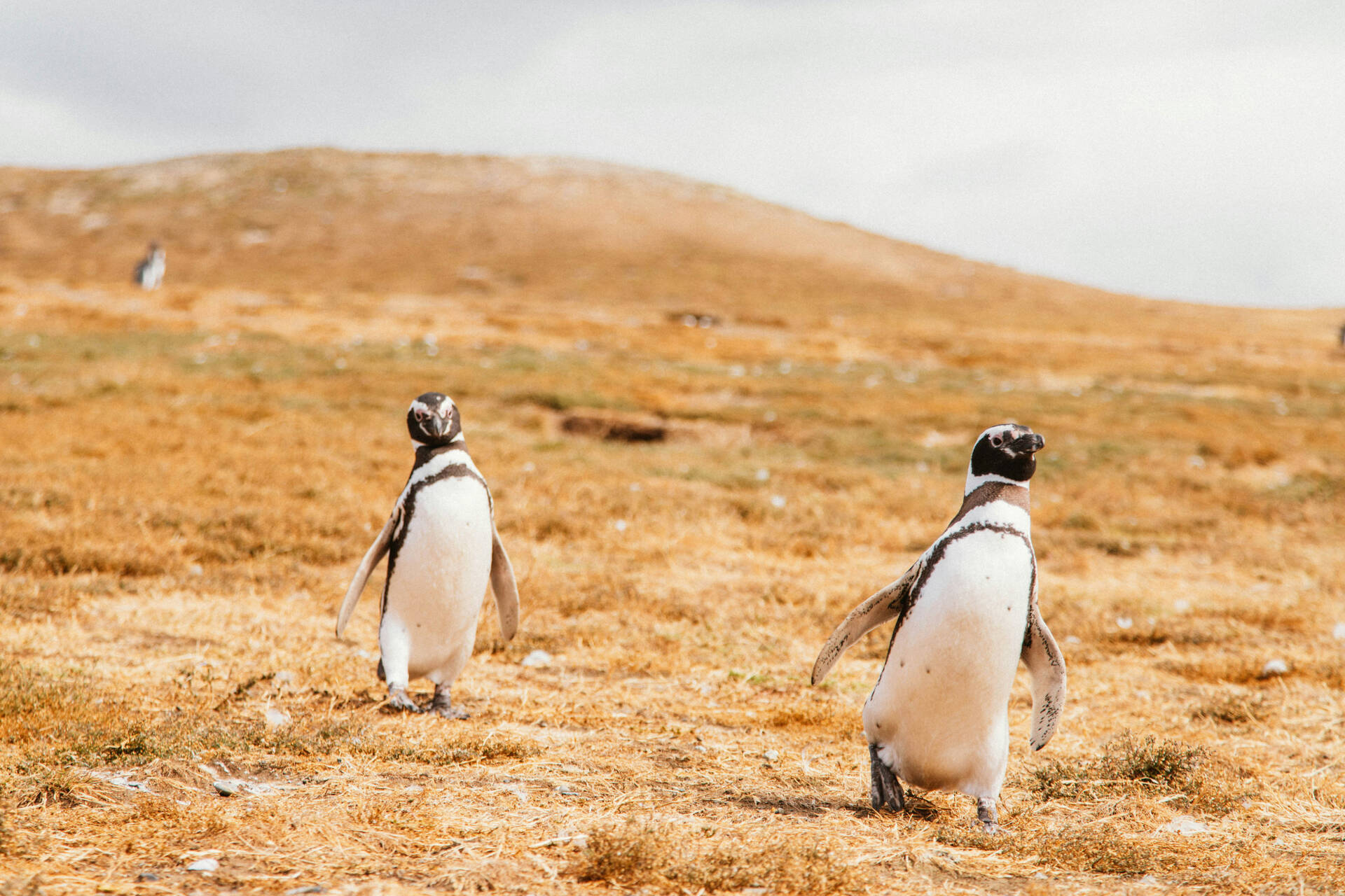 Image 2 du séjour Circuit Du vent de Patagonie au grondement d'Iguazu : Croisière Australis au coeur de la Terre de Feu à Santiago du chili, Chili