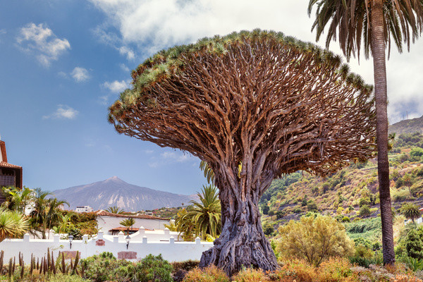 Autotour Sur les routes de Tenerife authentique - 24