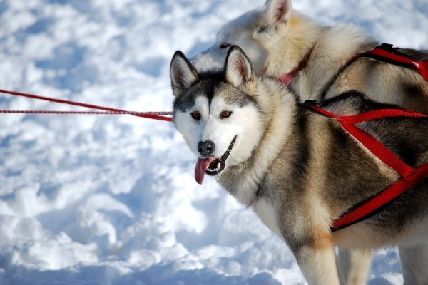 Circuit Aventure arctique en Laponie Norvégienne *** - 19