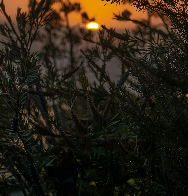 couché de soleil arbres