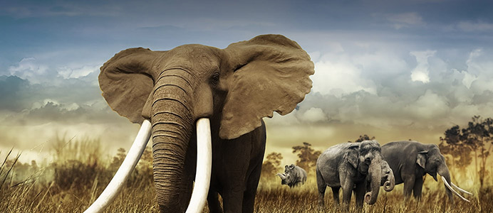 S&eacute;jours Afrique