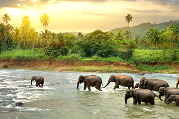Guide de voyage Sri Lanka